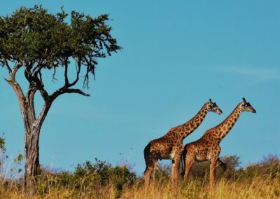 Giraffes in Serengeti, Tanzania
