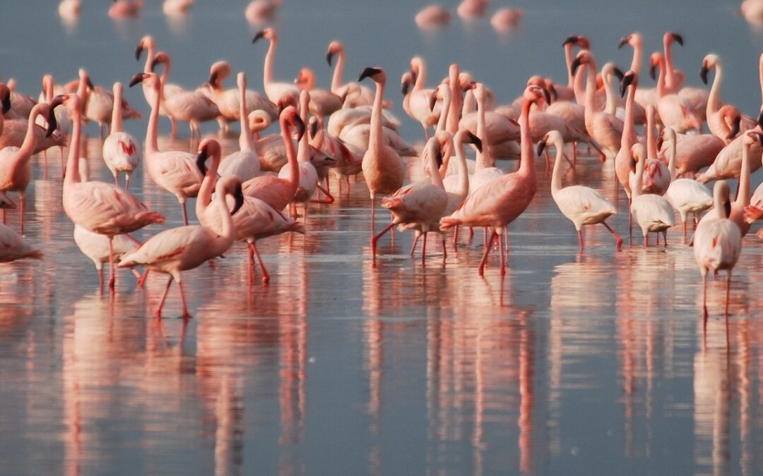 Tanzania Wilderness Expedition, 8 Days