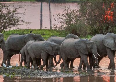Selous-Game Reserve Elephants