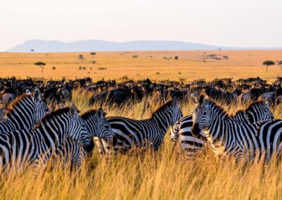 Zebras and Wildebeest in Serengeti