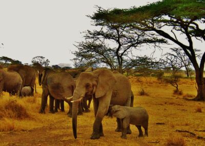 Tanzania Adventure Tours, 6 Days