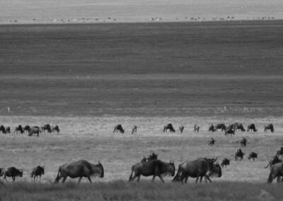 The Great Migration Safari of Tanzania Take a private safari to the best of all the east African national parks. Depending on the time of year, you'll have the chance to see the great migration in the Serengeti National Park, Tarangire National Park, Lake Manyara National Park and Ngorongoro Crater in Tanzania. The tour starts in Arusha and ends in Arusha. Along the way you'll have countless adventures in your own animal tracking vehicle, traveling the wild African savanna in search of big game. If you're a nature enthusiast at heart, this trip is definitely one you don't want to miss!