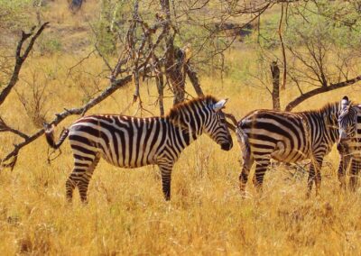Northern Tanzania Classic Safaris, 5 Days