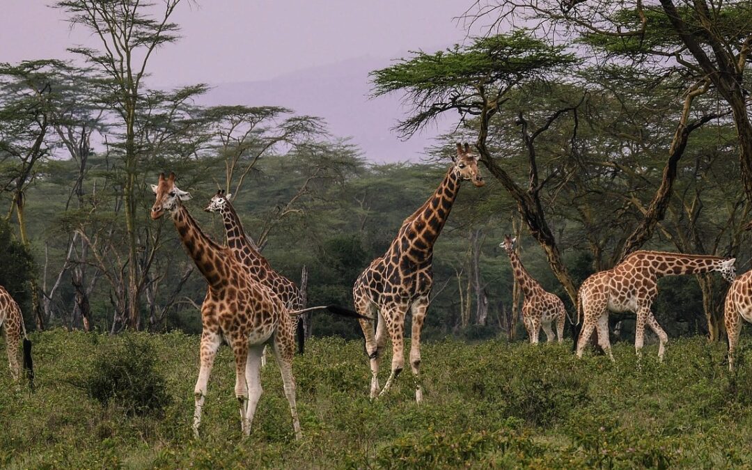 9 Day Kenya Traditional Safaris