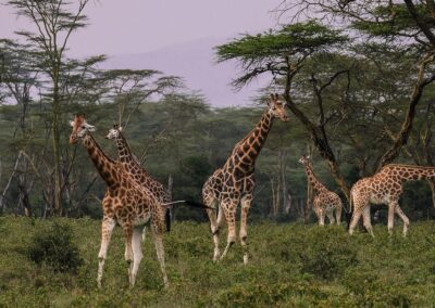 9 Day Kenya Traditional Safaris