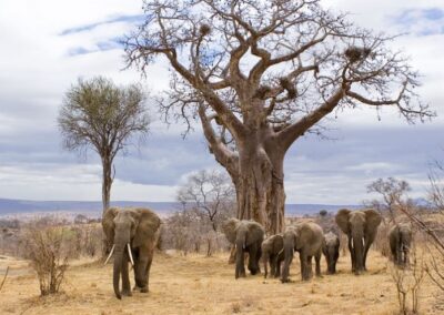 3- Day Tarangire, Ngorongoro Crater and Lake Manyara