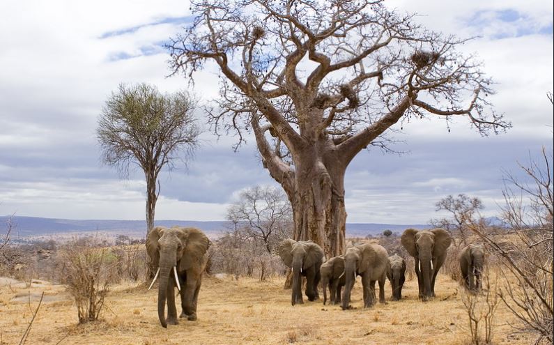 3- Day Tarangire, Ngorongoro Crater and Lake Manyara