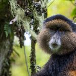 Golden Monkey from uganda national park website