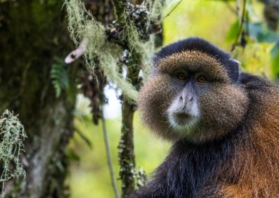 Mgahinga Gorilla and Golden Monkey Tracking, 3 Days
