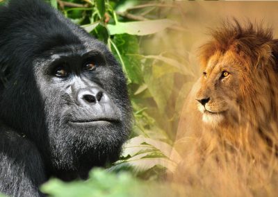 Tanzania – Uganda Safari Expedition, 13 days