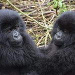 Mountain Gorilla-in Uganda