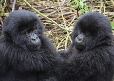 8 Days Uganda Gorilla Safari