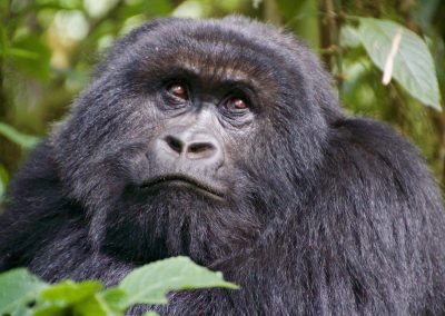 Gorilla Trekking Safari in Rwanda – 3 Days