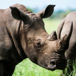 South Africa Ziwa Rhino Sanctuary