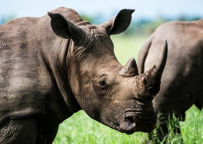 One Day Ziwa Rhino Sanctuary