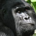 Uganda Safaris