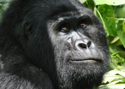 3 Days Gorilla Safari to Uganda