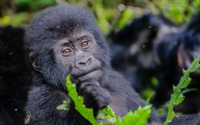 Bwindi Forest National Park