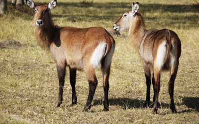 Lake Mburo National Park