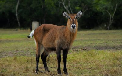 Queen Elizabeth National Park