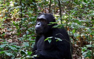 Kibale National Park