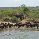 Elephants in Queen Elizabeth National Park -Uganda
