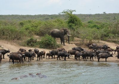 3 Days Chimp Tracking and safari in Kyambura Gorge Queen Elizabeth