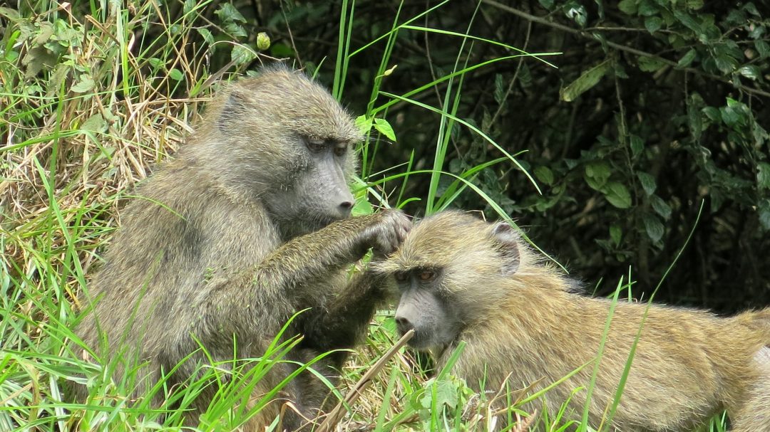 Day Trip for Arusha, Tarangire, Lake Manyara, Serengeti or Ngorongoro