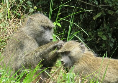 Day Trip for Arusha, Tarangire, Lake Manyara, Serengeti or Ngorongoro