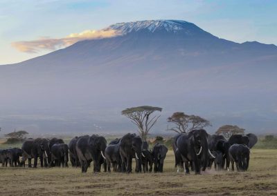 3 Day Amboseli National Park Safari