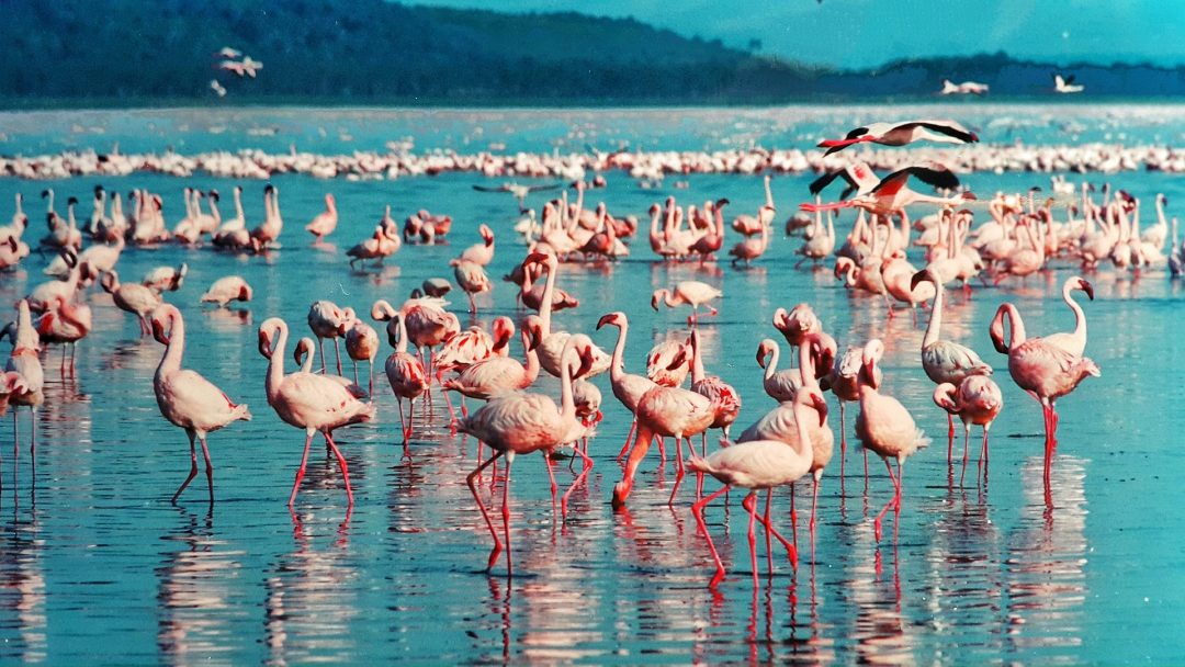 5 Day Masai Mara, Lake Nakuru Safari