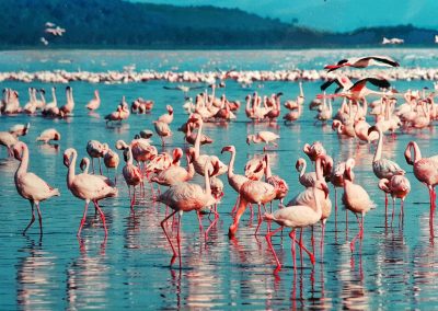5 Day Masai Mara, Lake Nakuru Safari