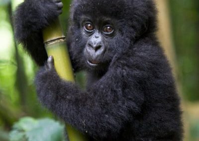 14 DAYS UGANDA AND RWANDA WILDLIFE AND PRIMATES