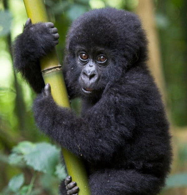 14 DAYS UGANDA AND RWANDA WILDLIFE AND PRIMATES